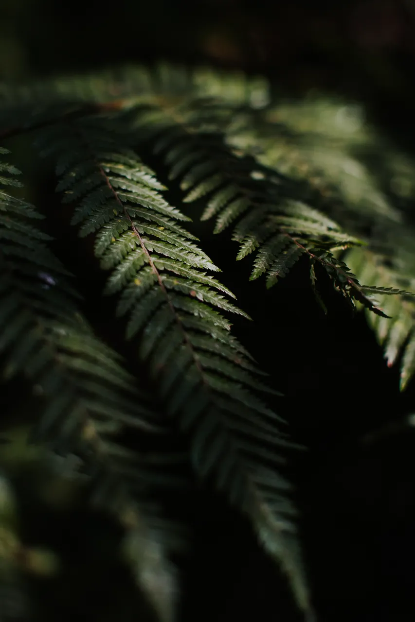 Ferns in Morning Light