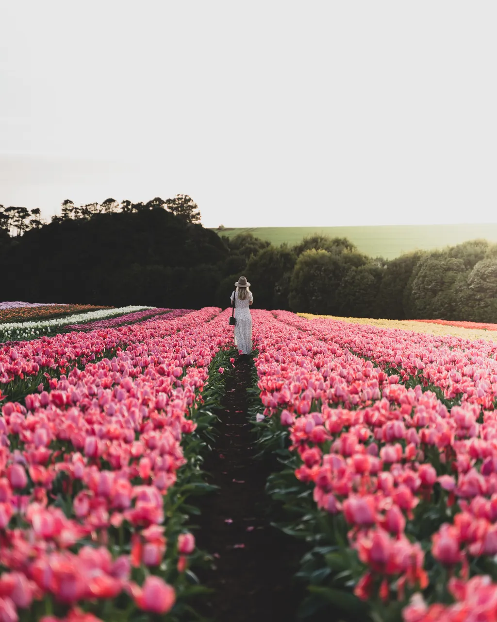 Table Cape Tulip Farm