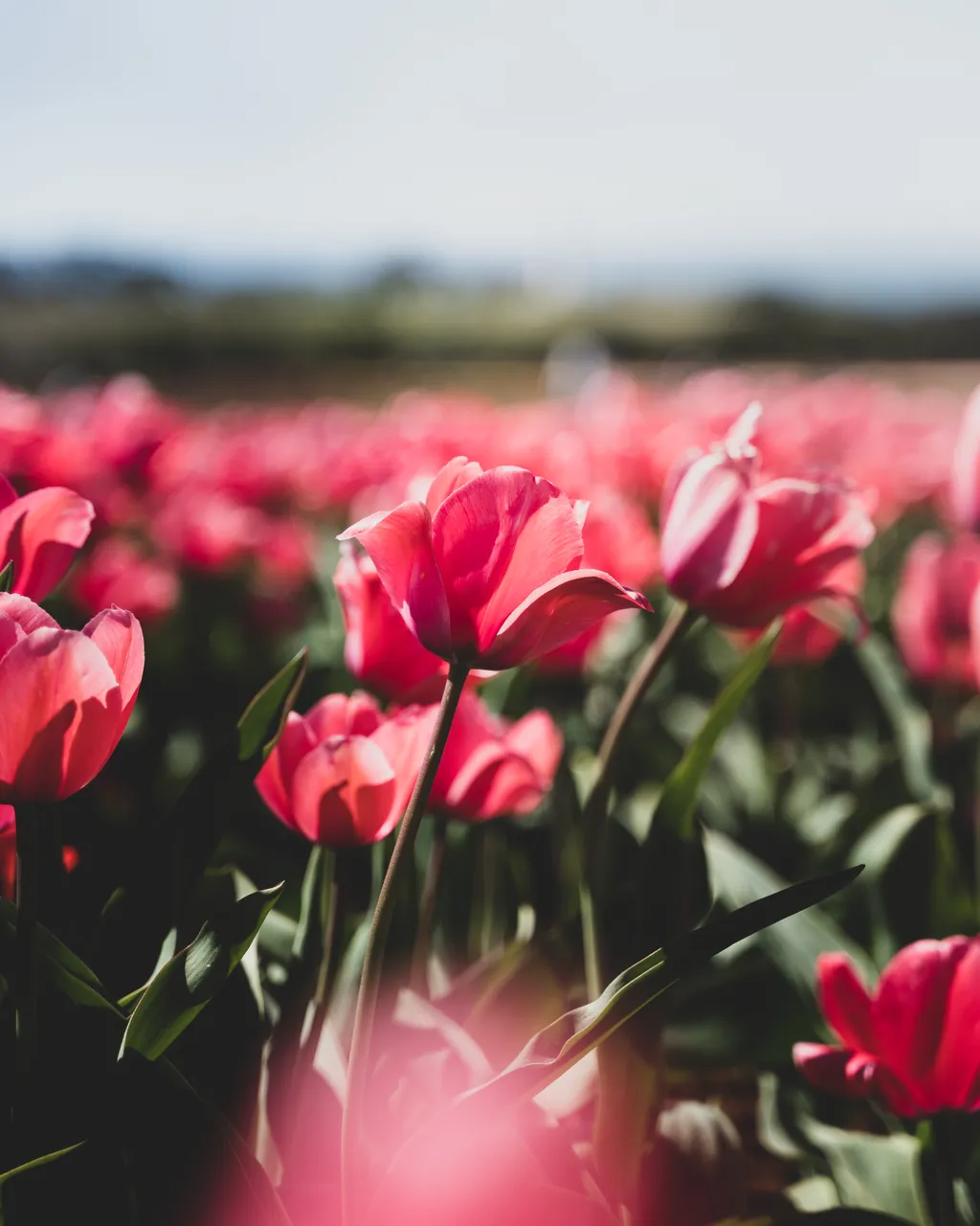 Table Cape Tulip Farm