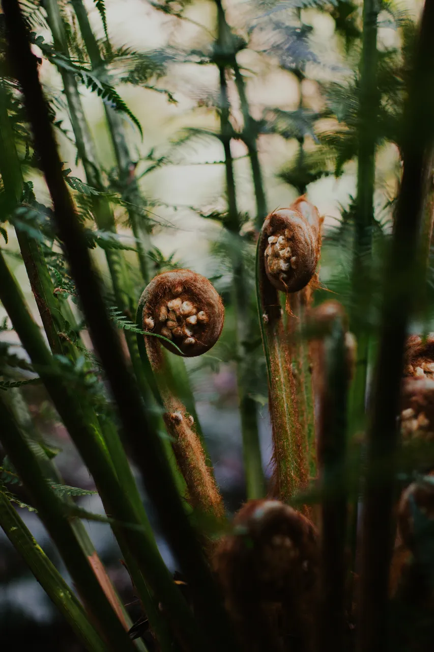 Ferns in Morning Light