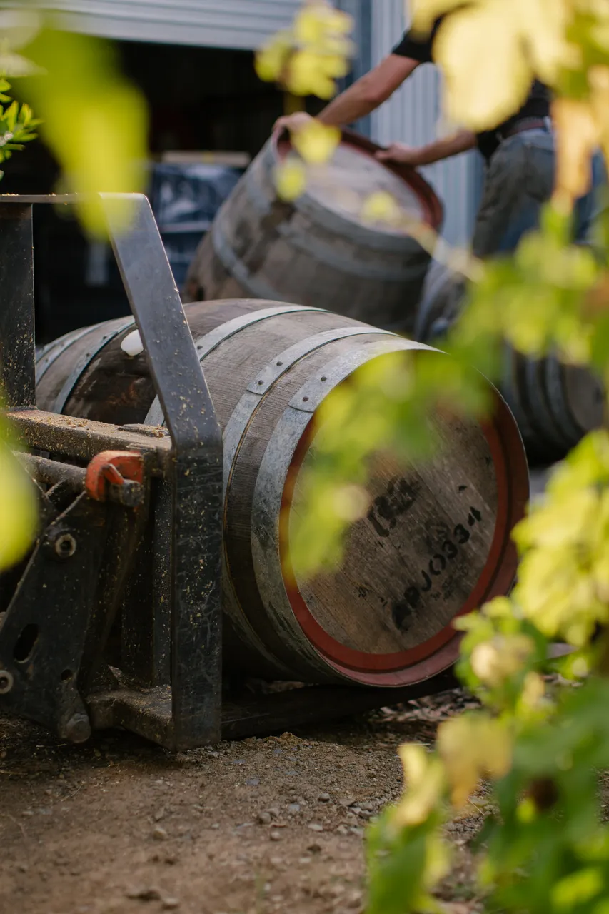 Barrels Through Hop Vines