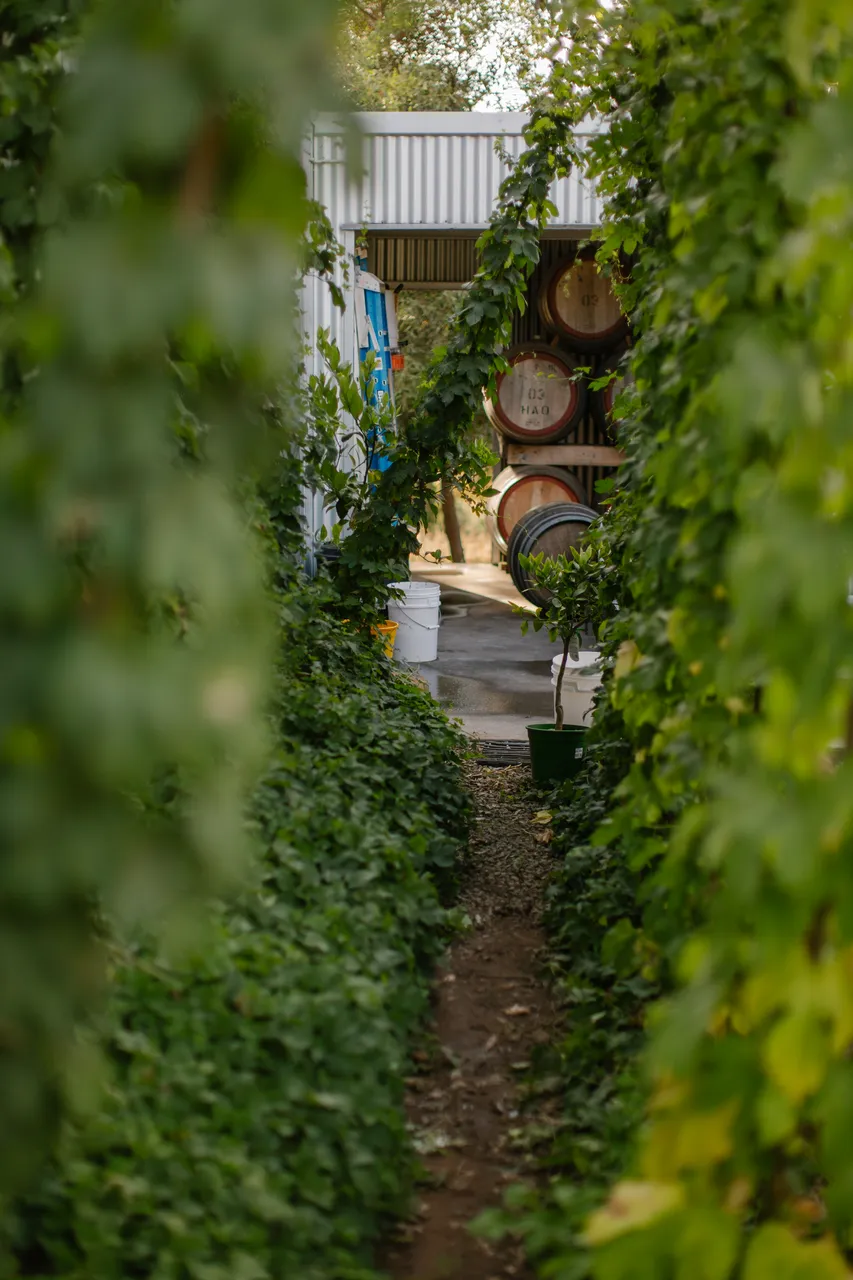 Barrels Through Hop Vines