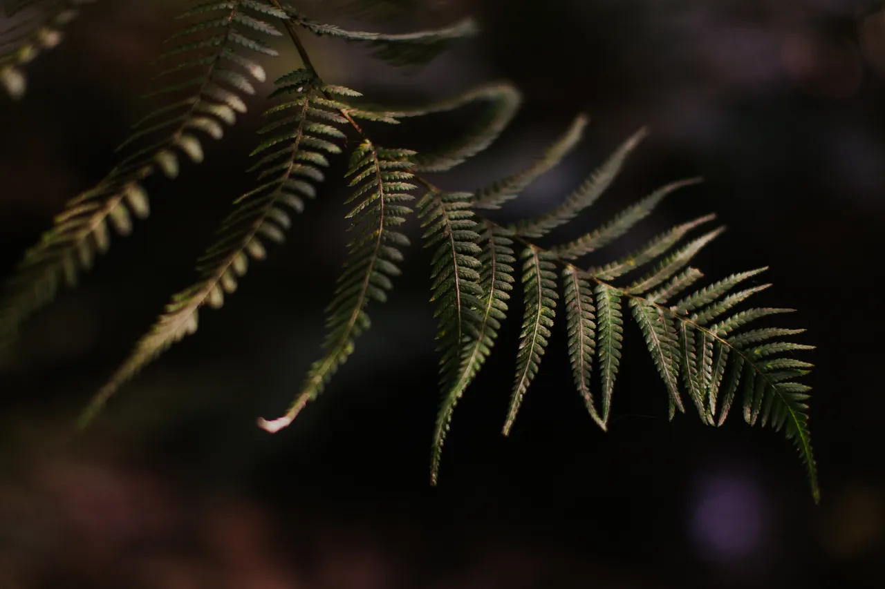 Ferns in Morning Light