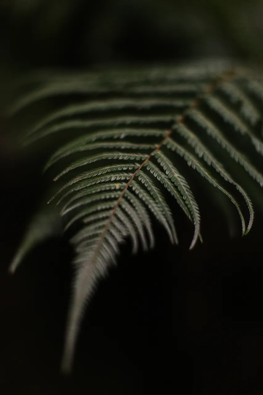 Ferns in Morning Light