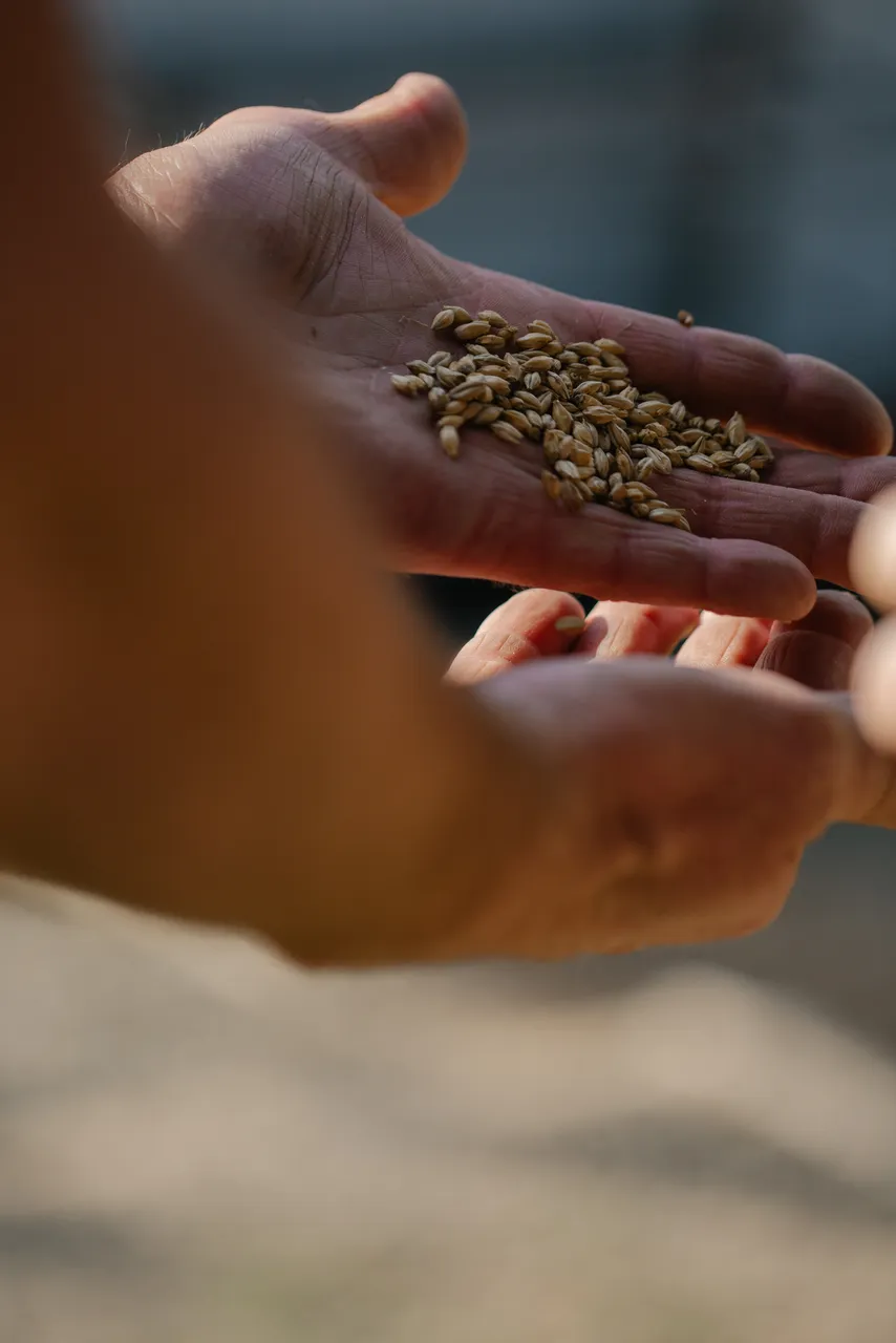 Hands Holding Barley