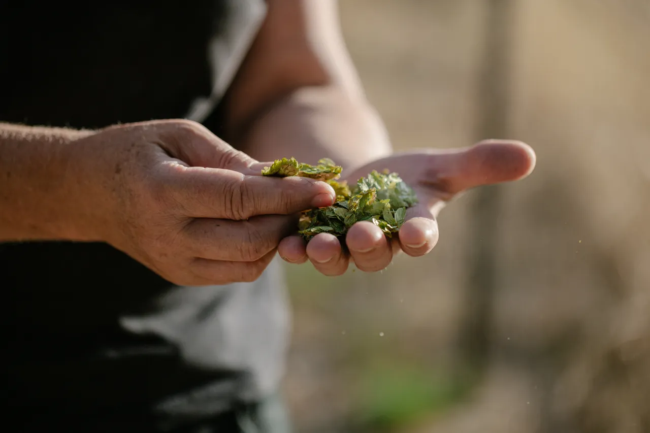 Hands Holding Hops