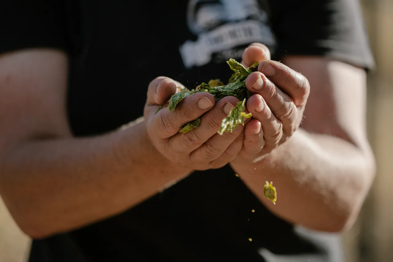 Hands Holding Hops