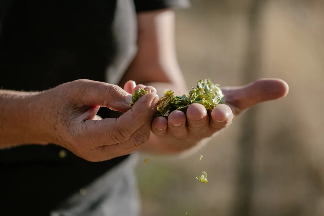 Hands Holding Hops