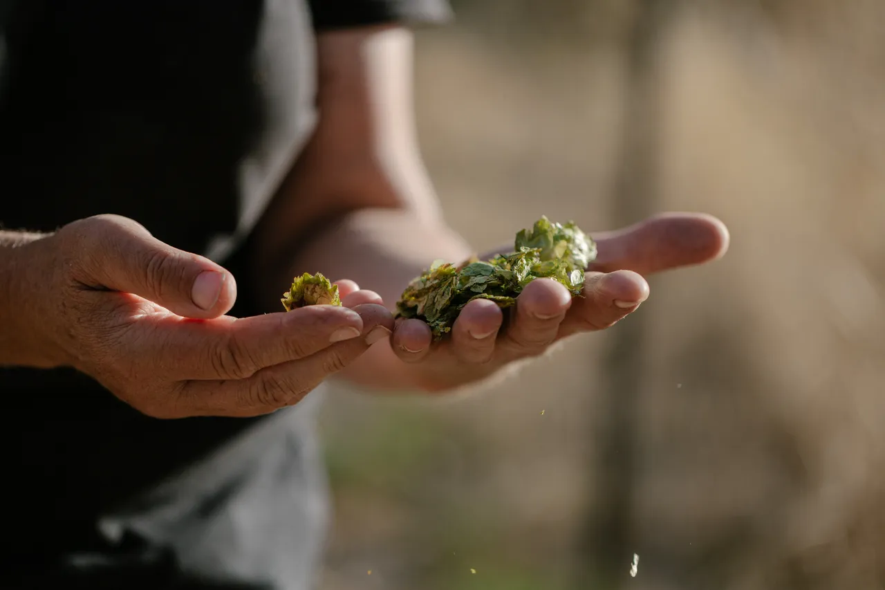 Hands Holding Hops