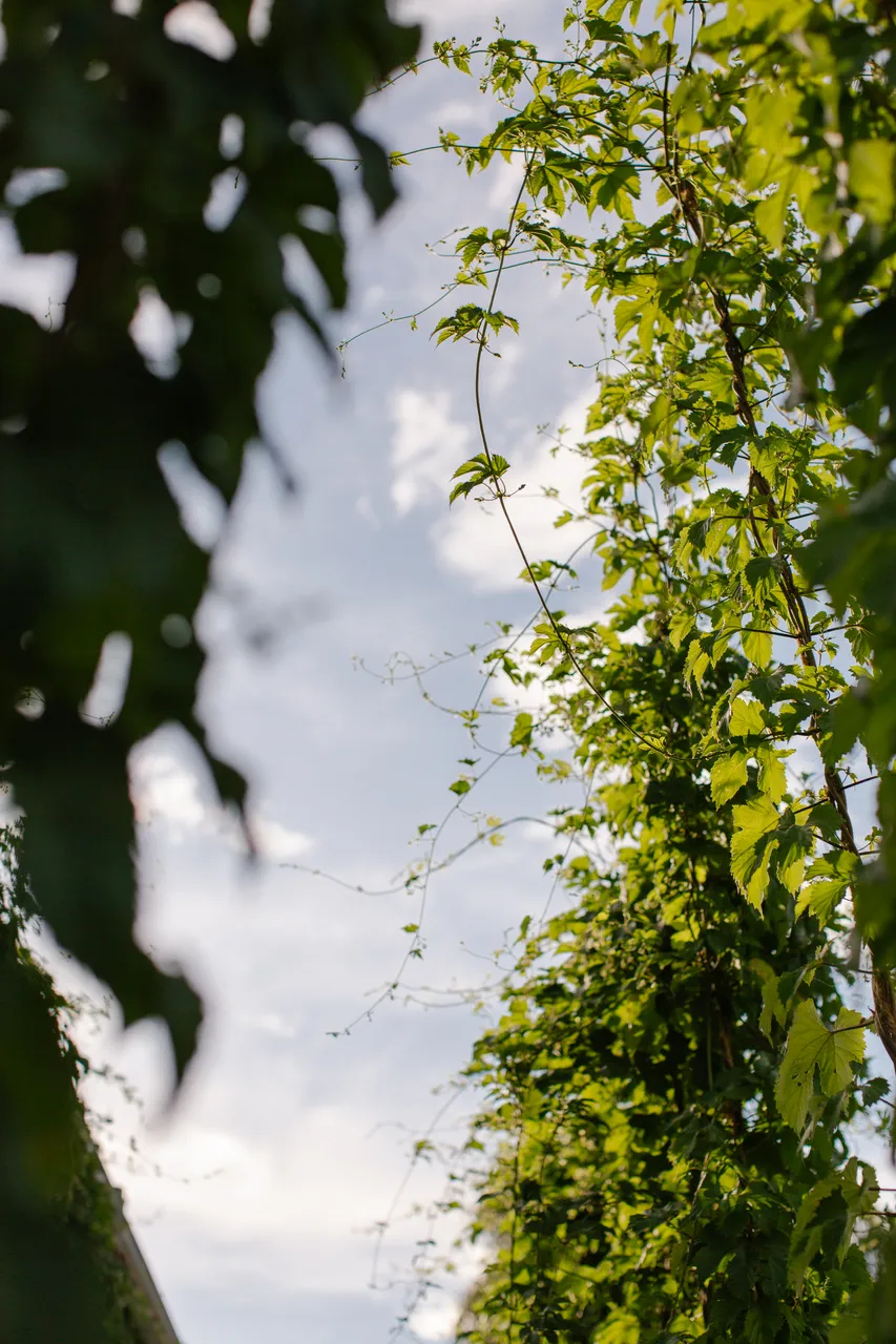 Hop Vines