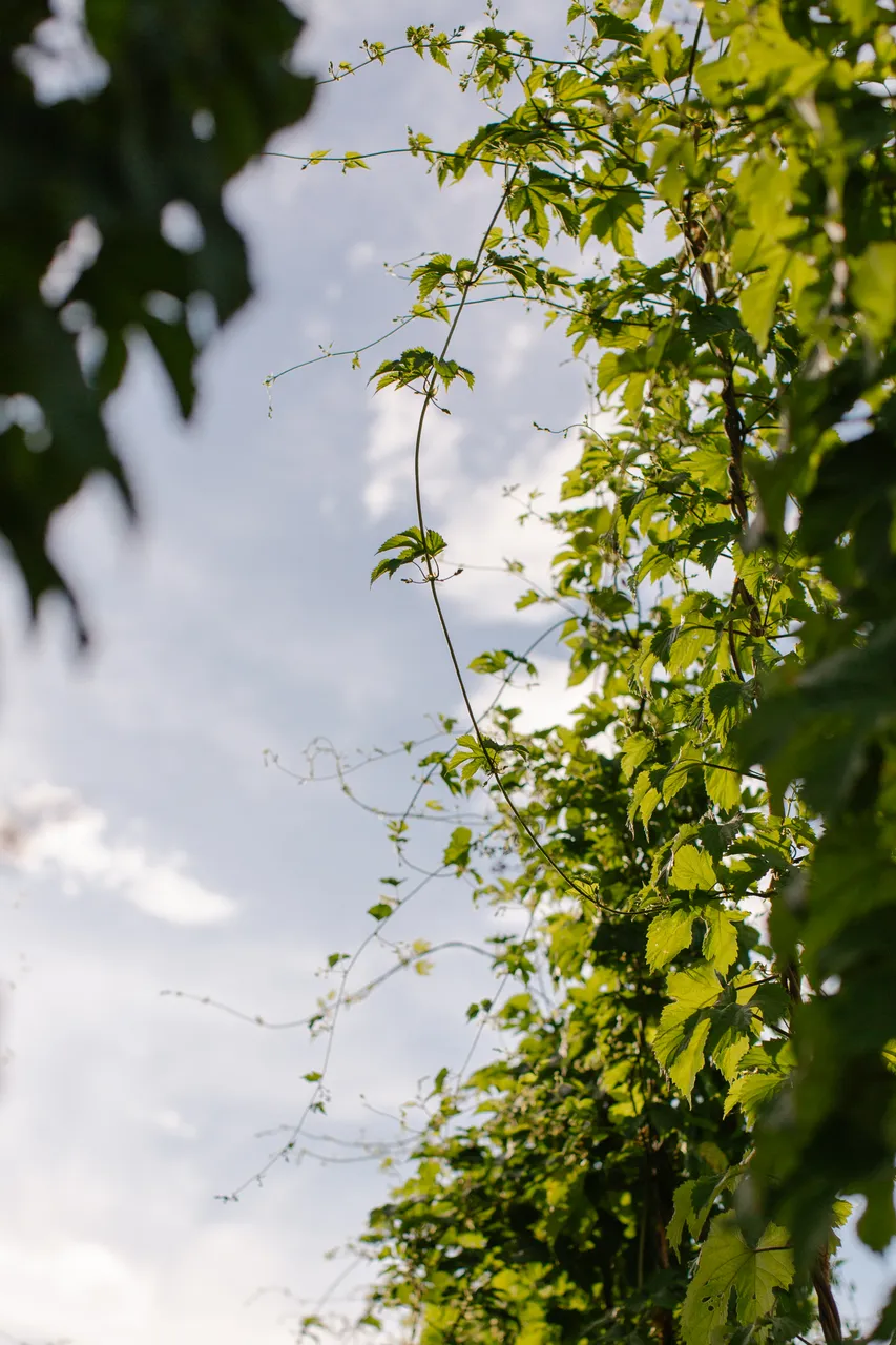 Hop Vines