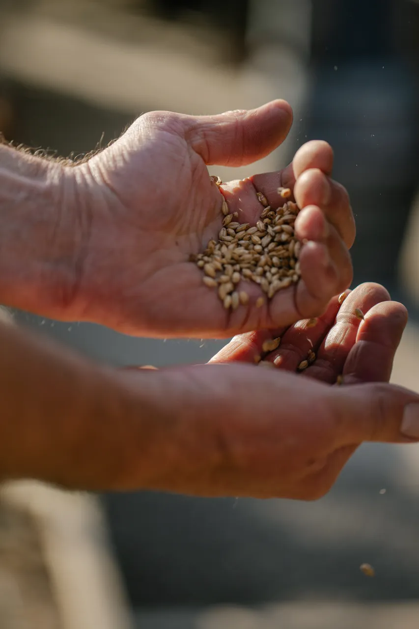 Hands Holding Barley
