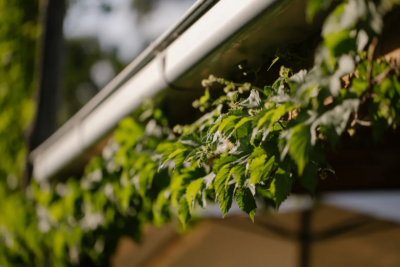 Hop Vines