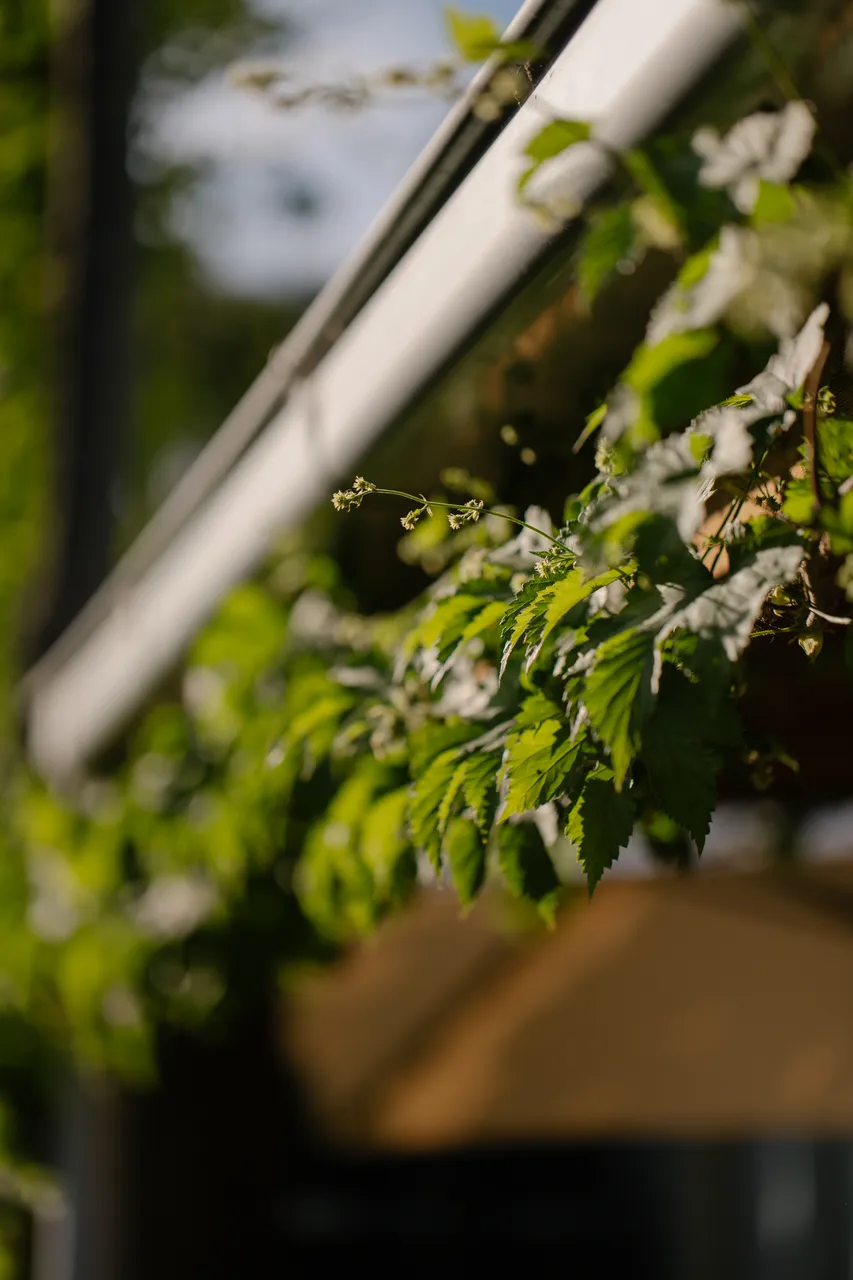 Hop Vines