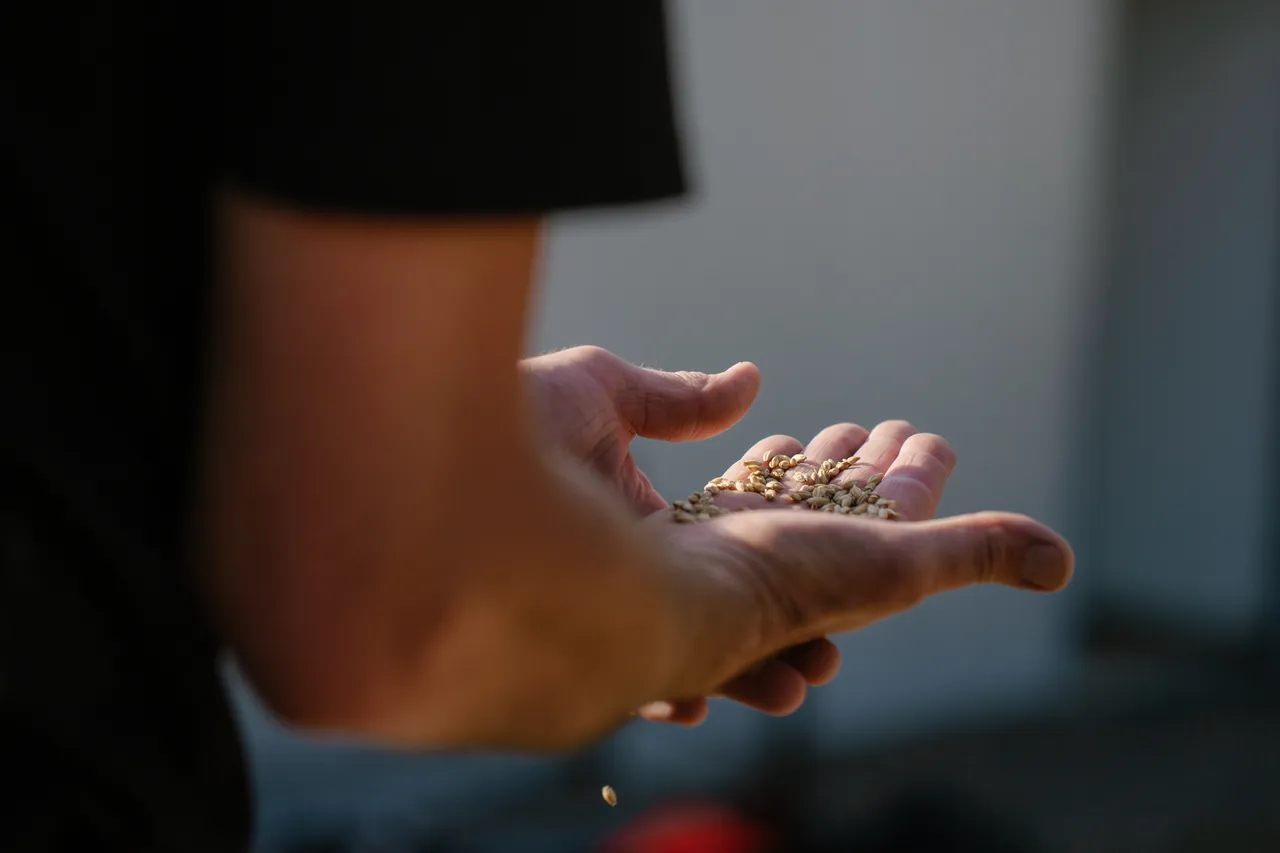 Hands Holding Barley
