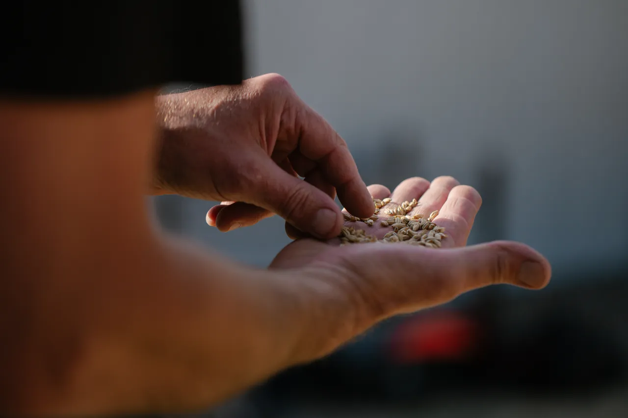 Hands Holding Barley
