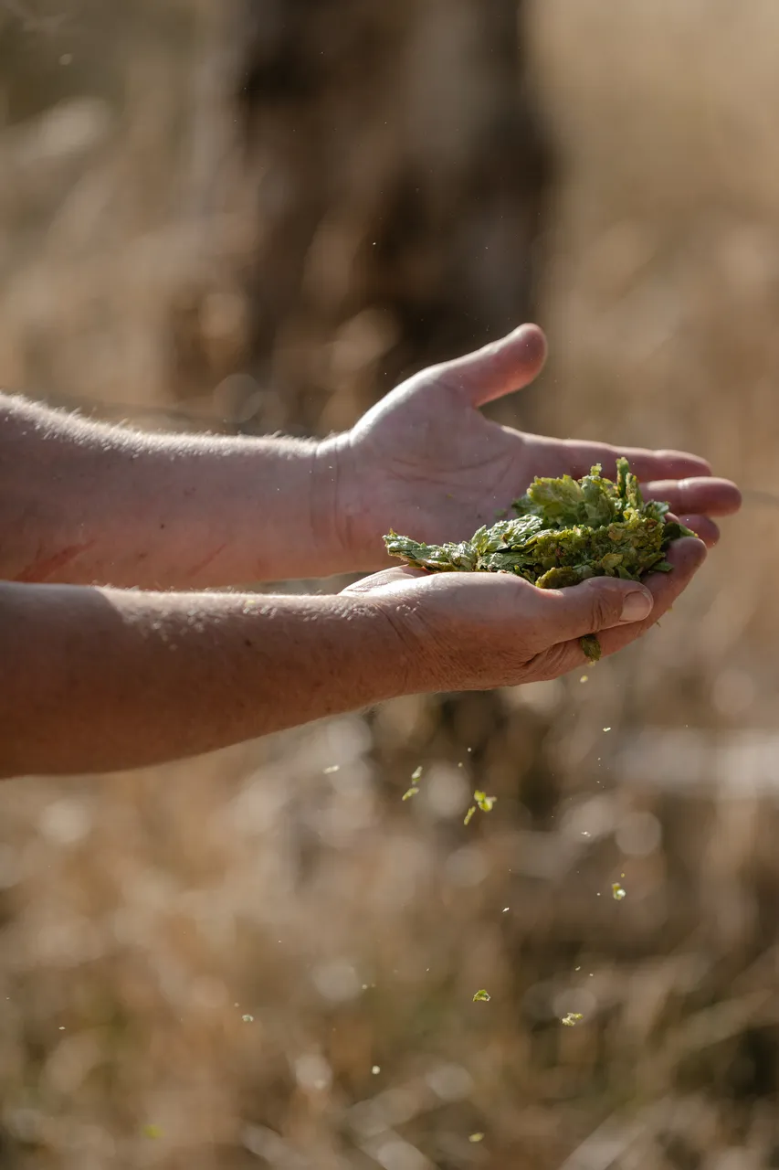 Hands Holding Hops