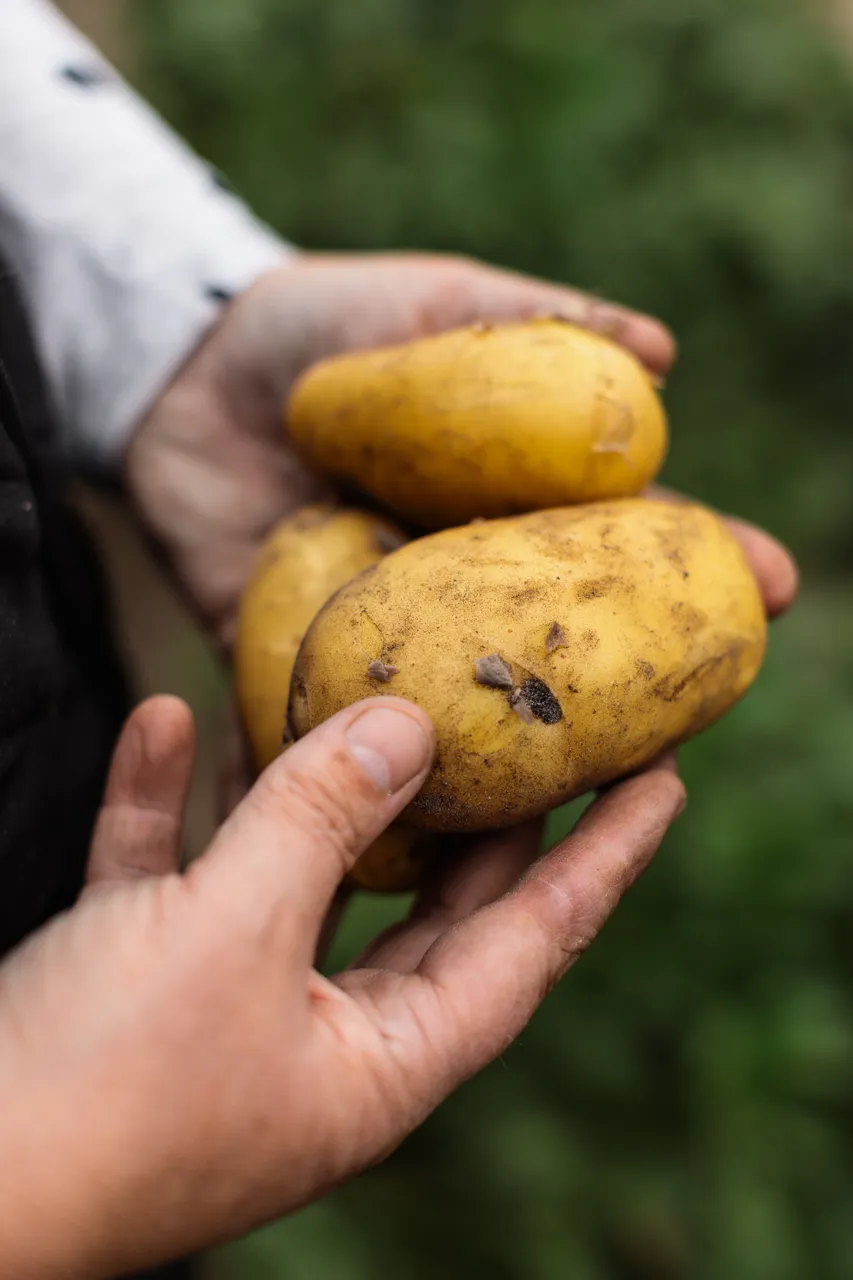 Potatoes