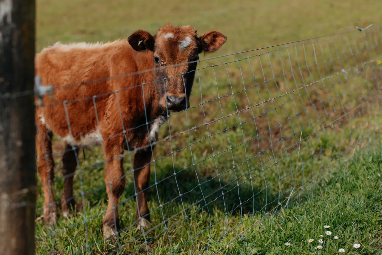 Red Cow Organics