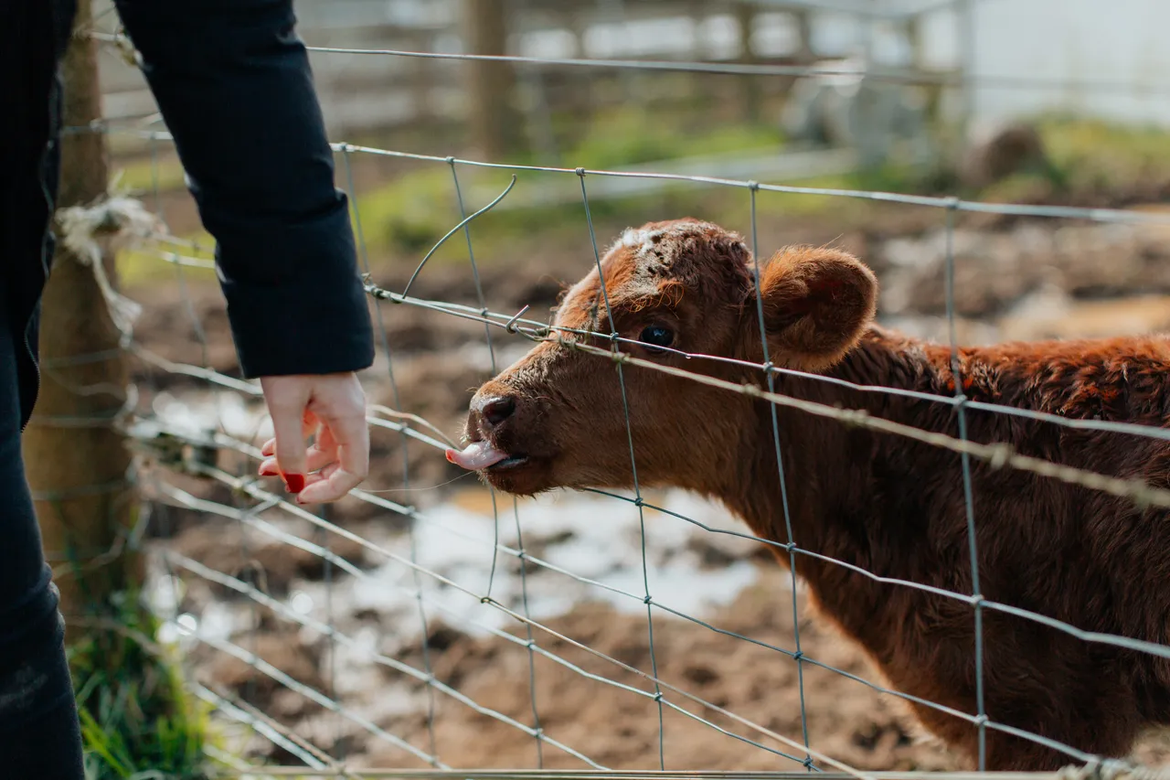 Red Cow Organics