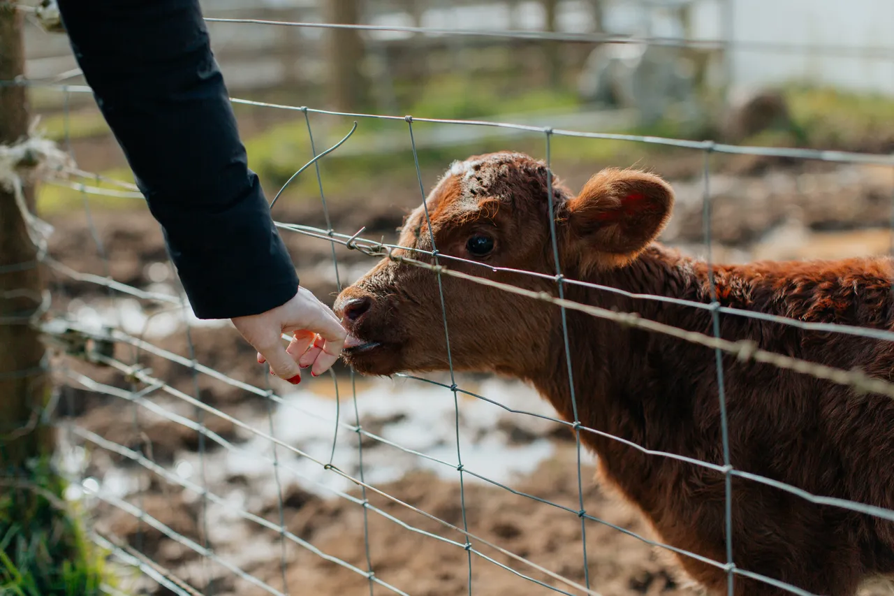 Red Cow Organics