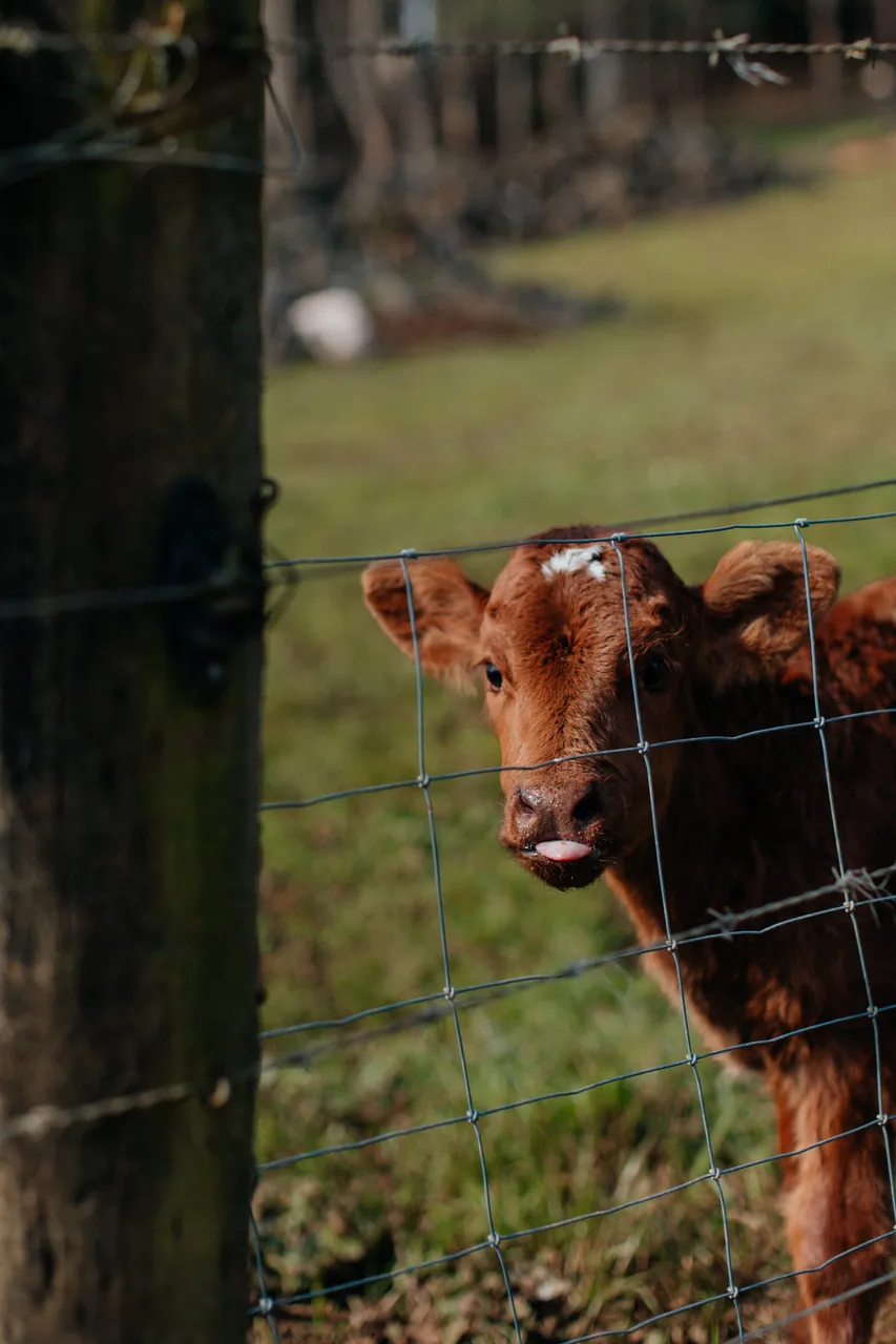 Red Cow Organics