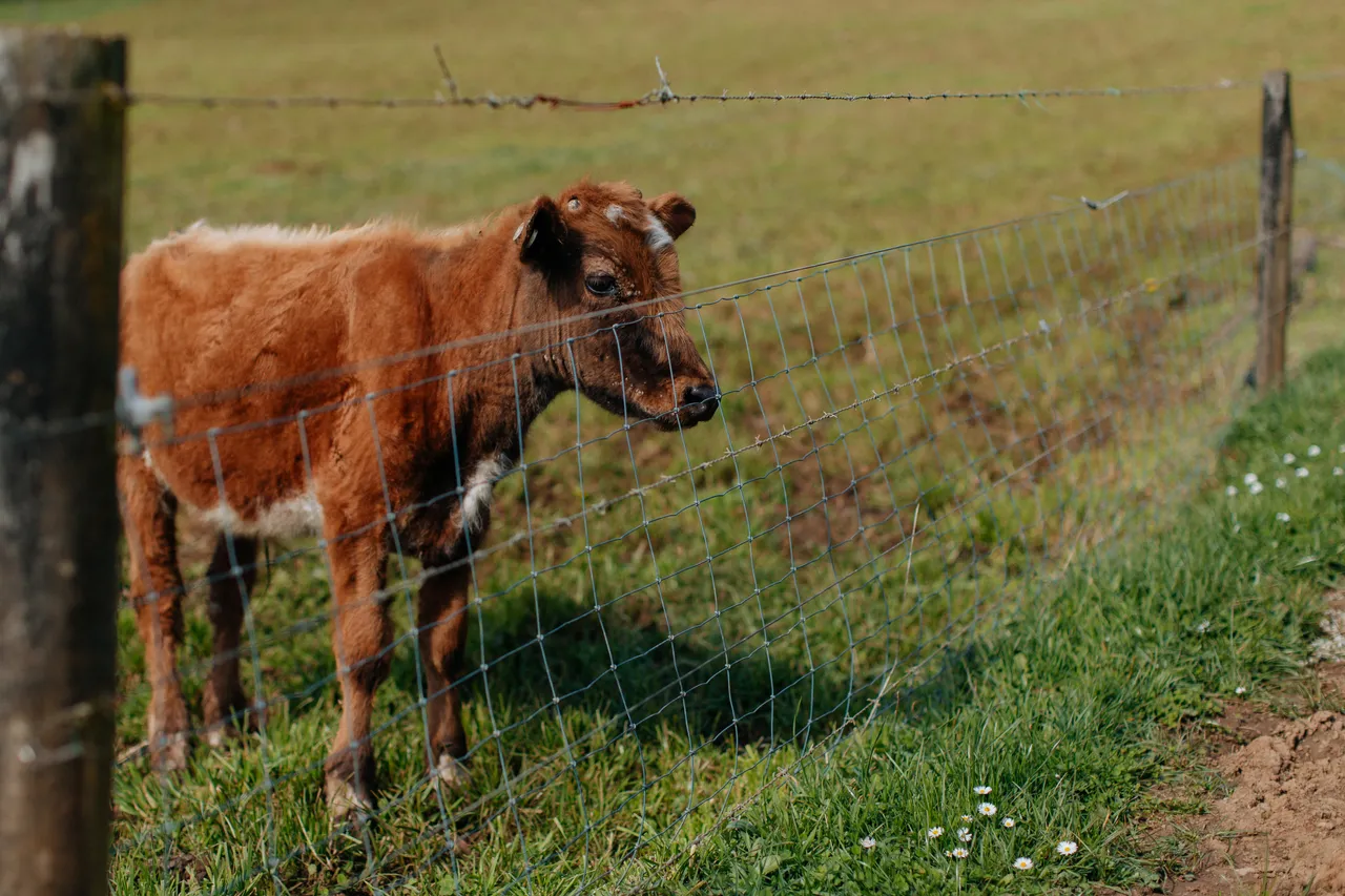 Red Cow Organics