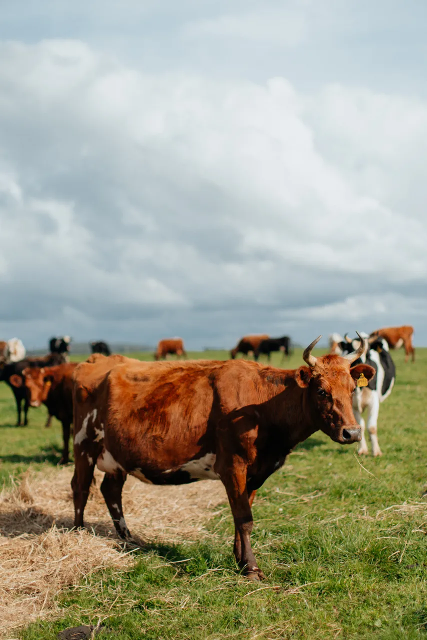Red Cow Organics