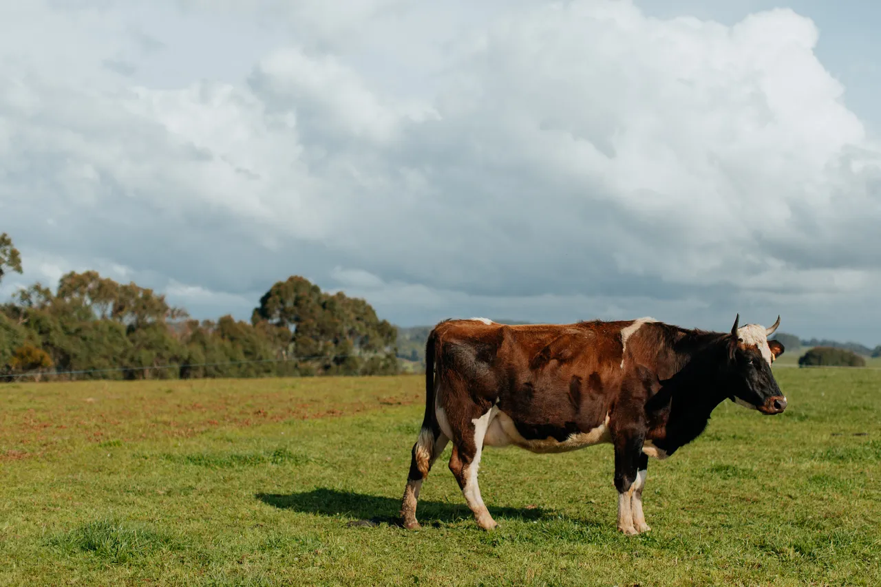Red Cow Organics