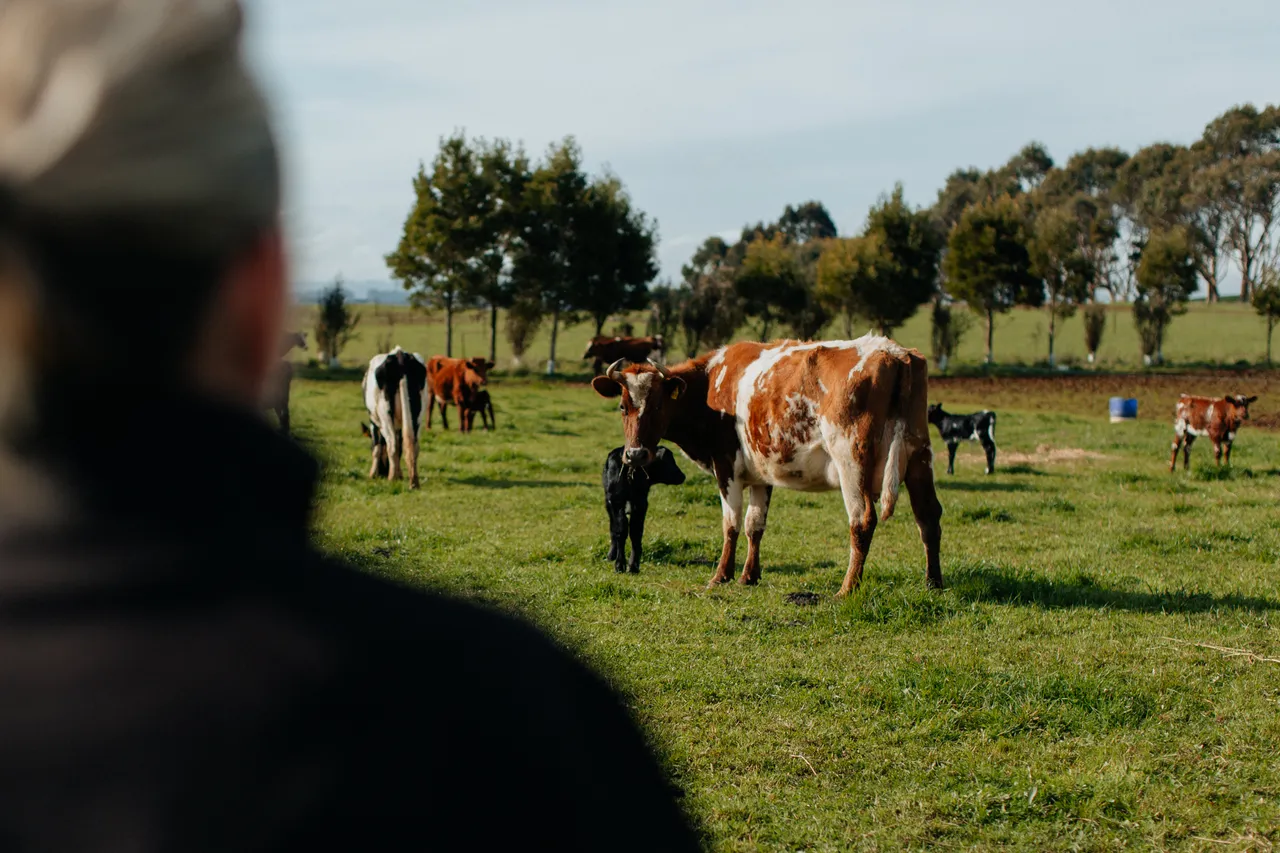 Red Cow Organics
