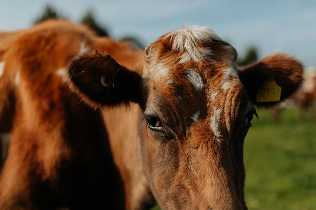 Red Cow Organics
