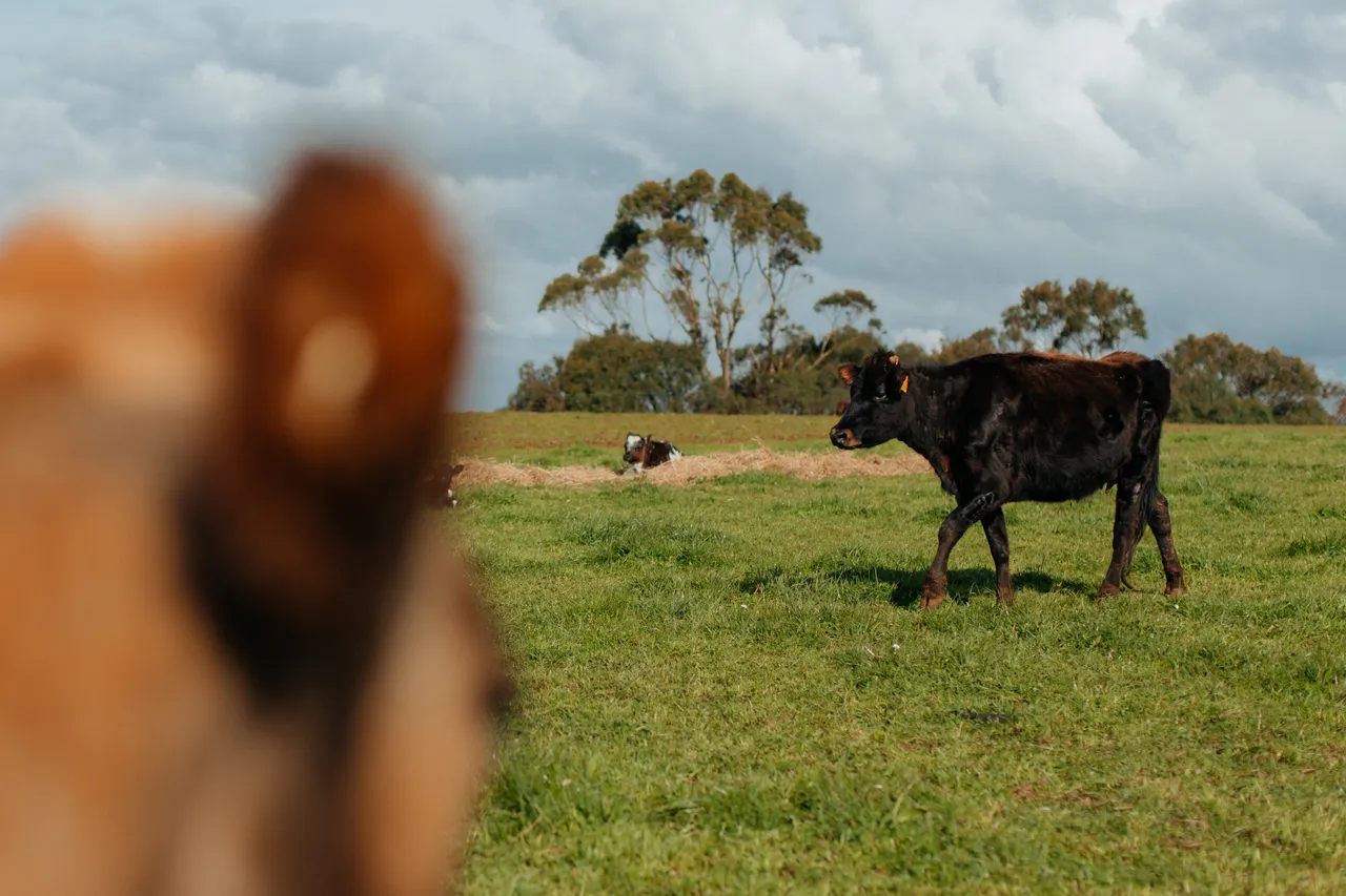 Red Cow Organics