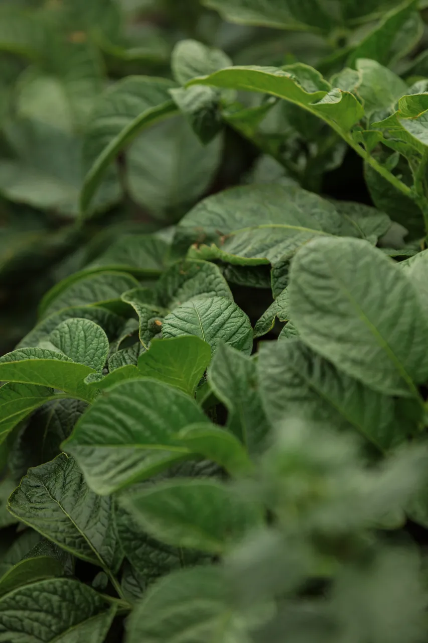 Potato Plant