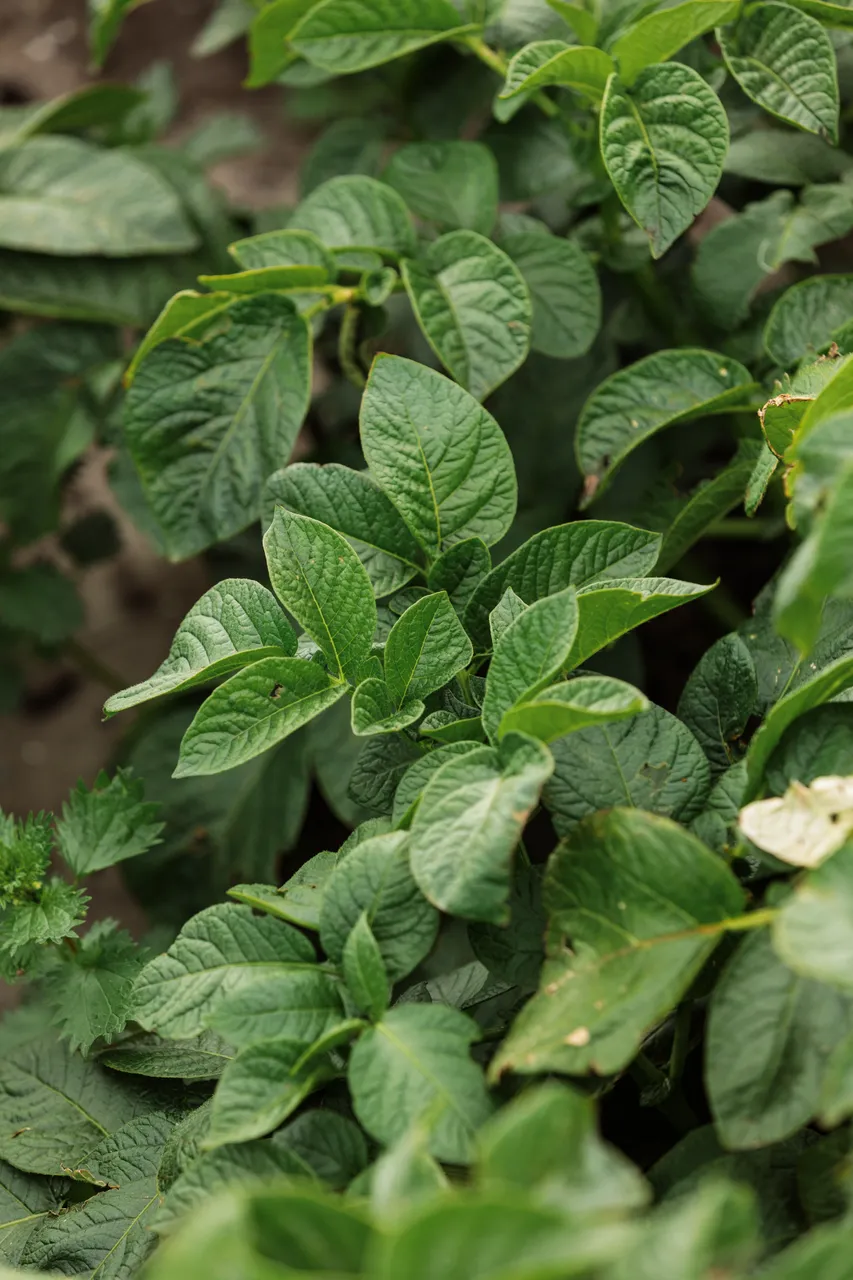 Potato Plant