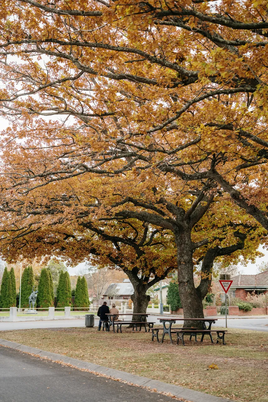 Evandale Streetscape