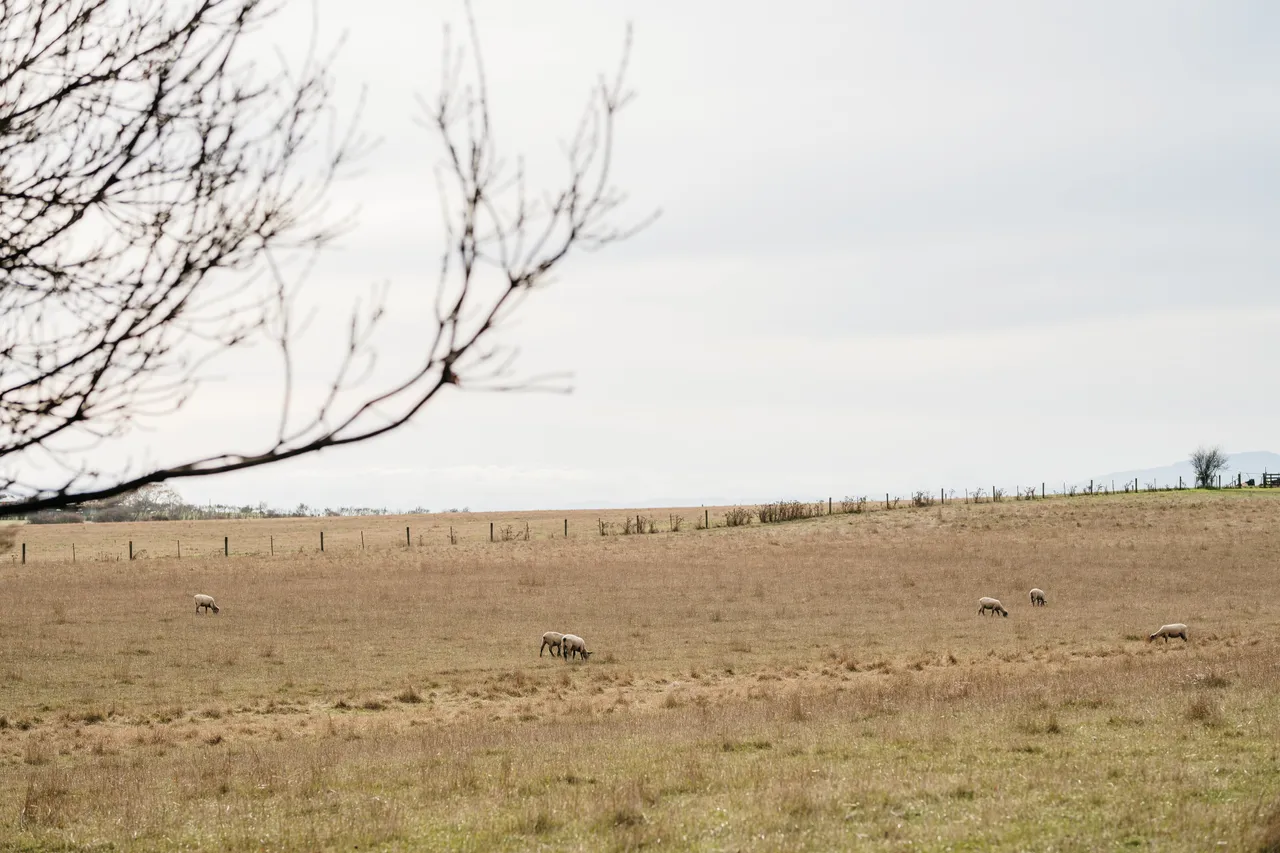 Evandale Paddock