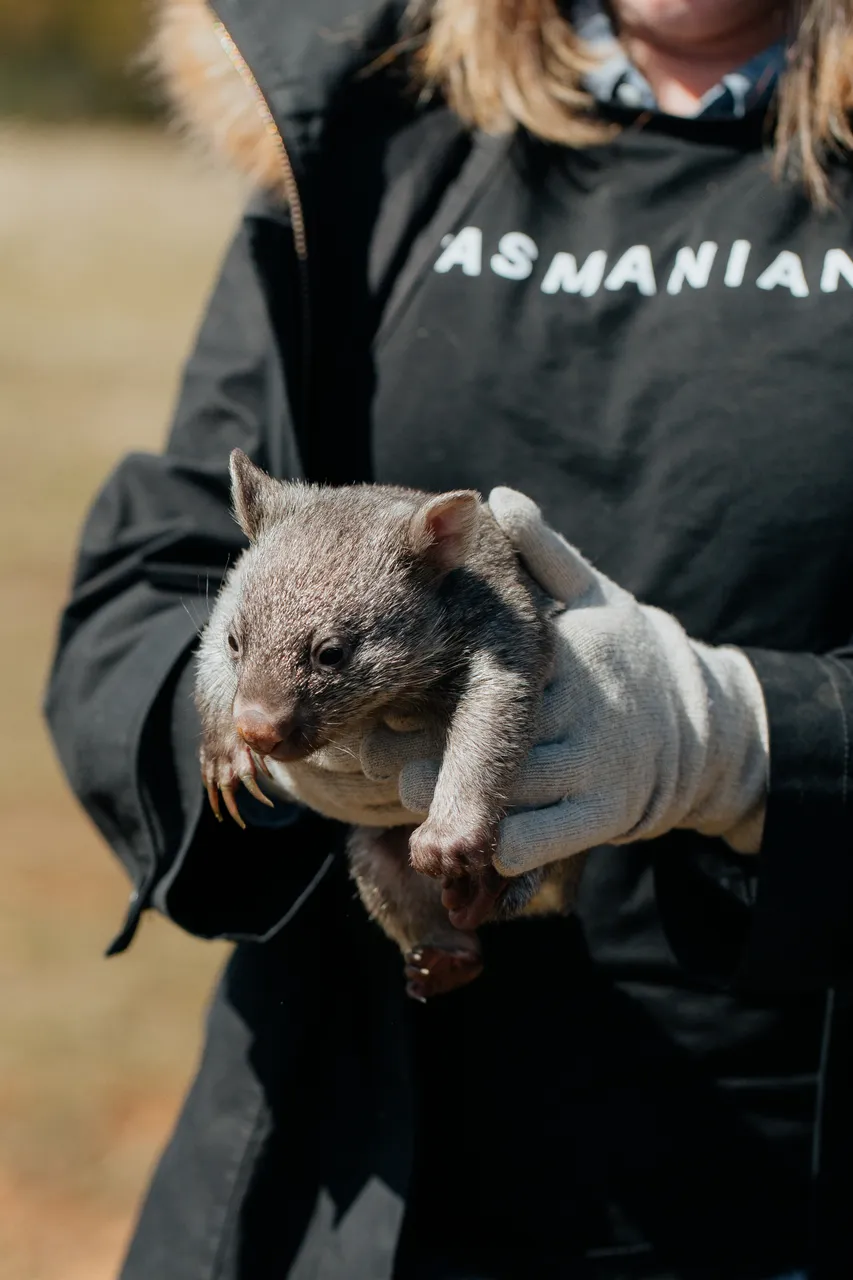 Tasmanian Wombat