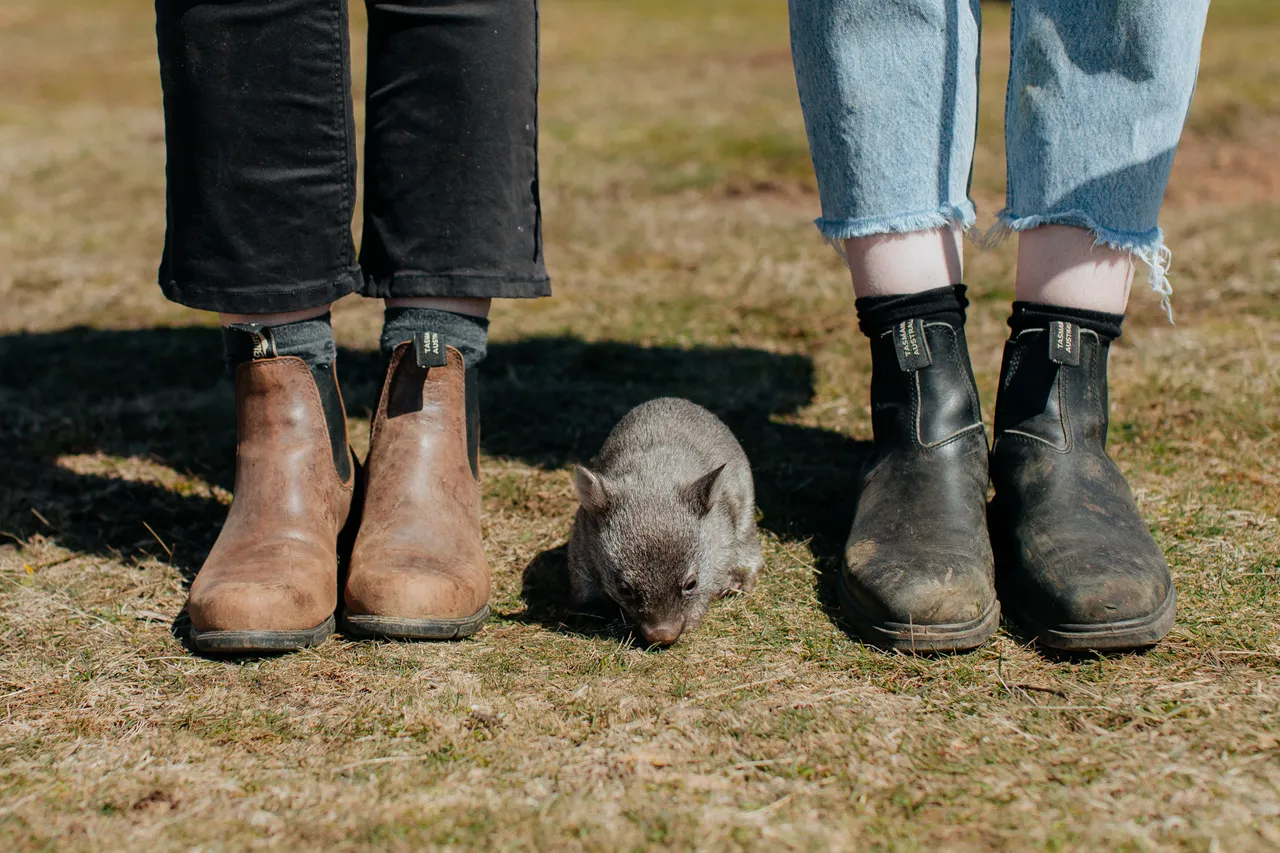 Tasmanian Wombat