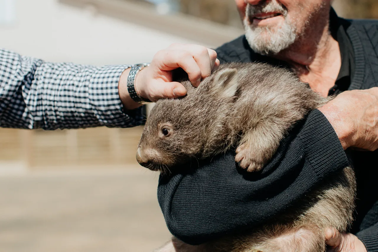 Tasmanian Wombat
