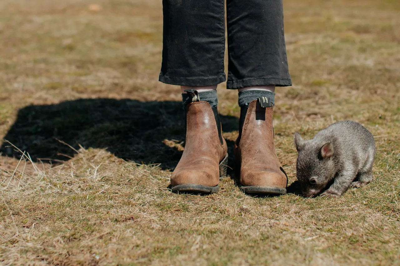 Tasmanian Wombat