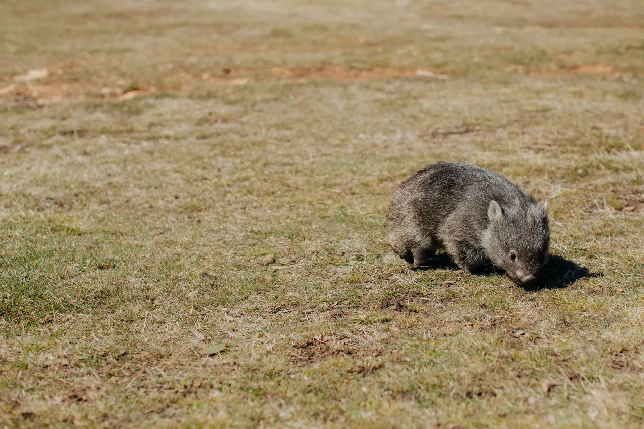Tasmanian Wombat