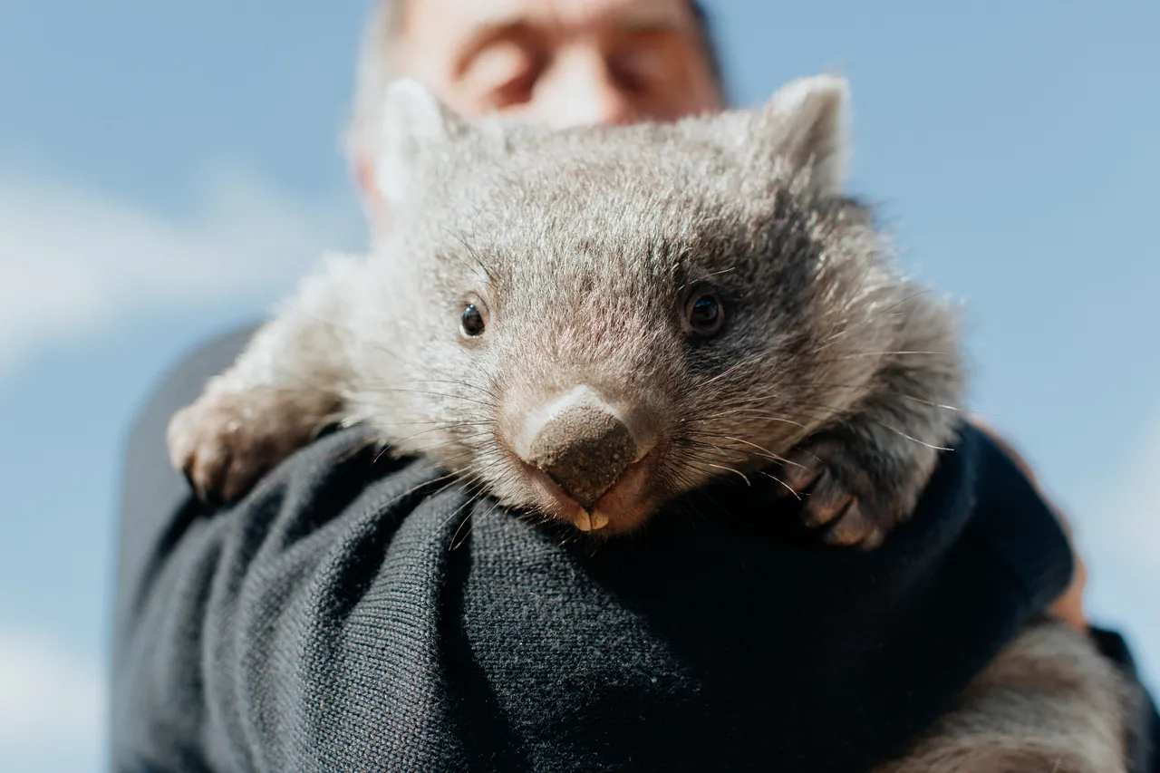 Tasmanian Wombat