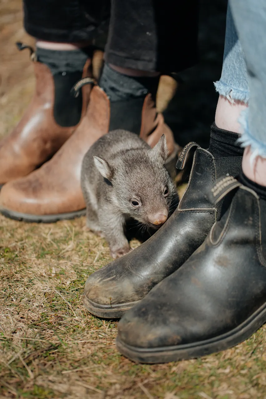 Tasmanian Wombat