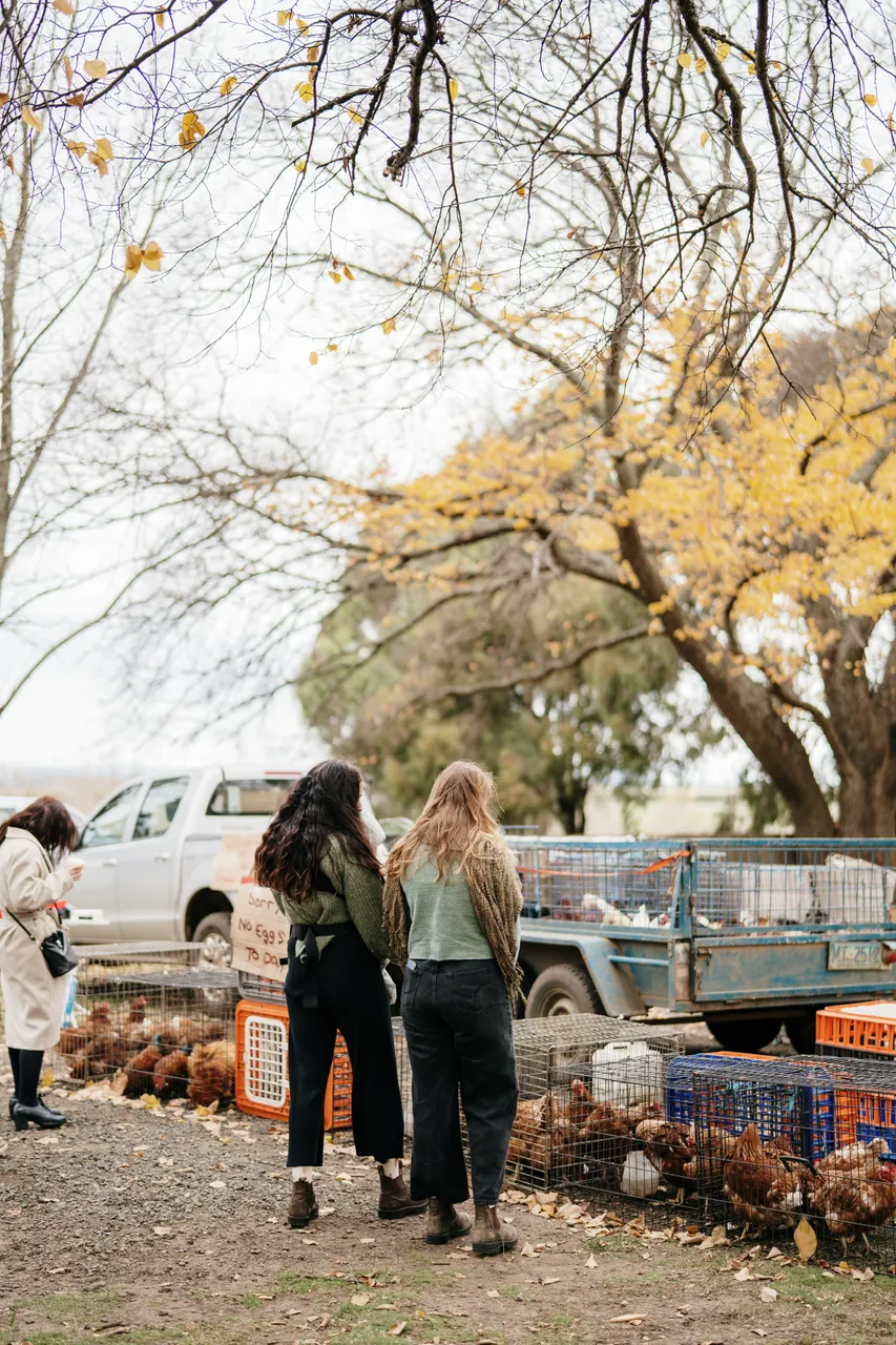 Evandale Market