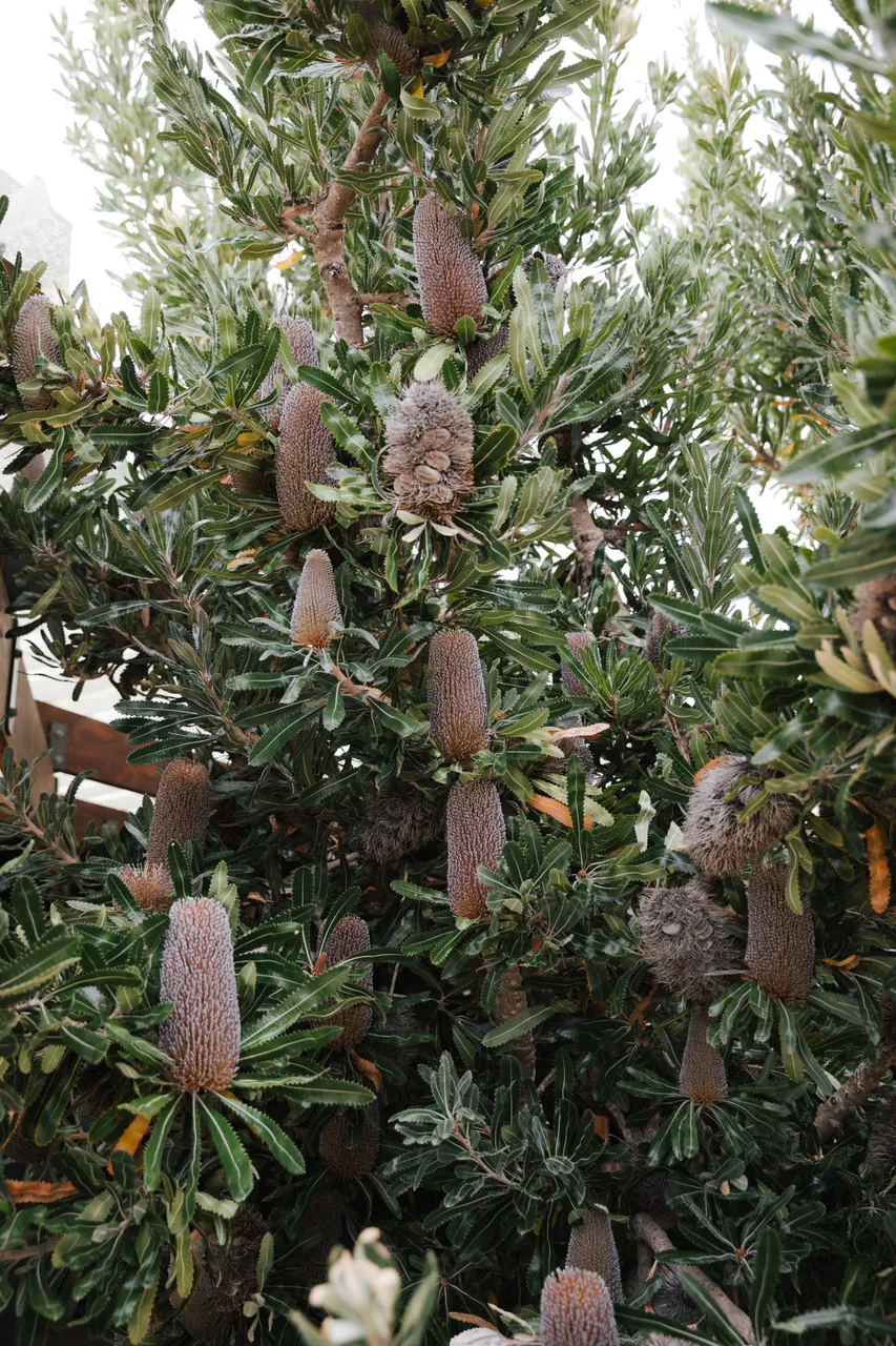 Spring Bay Mill Banksia Tree
