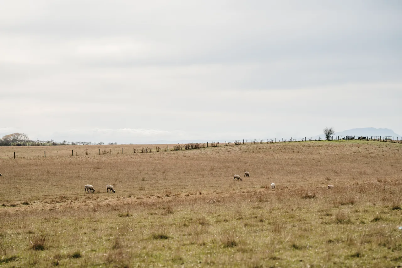 Evandale Paddock