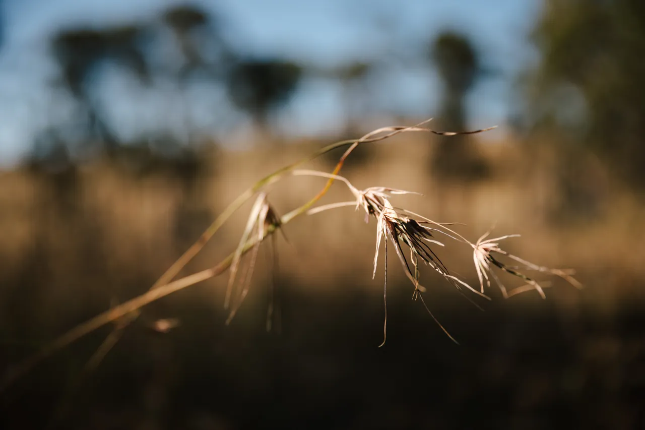 Grasses