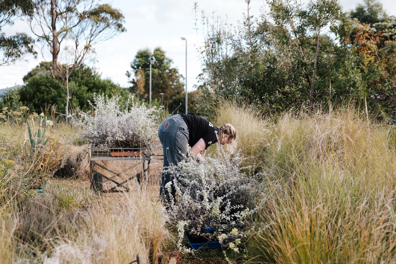 Spring Bay Mill Plant Nursery