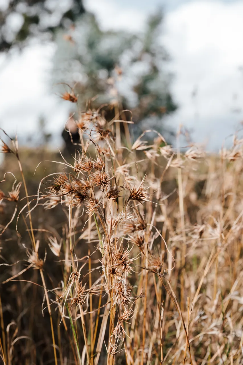 Grasses