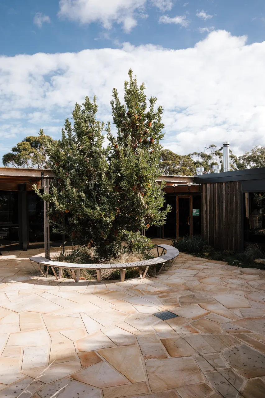 Spring Bay Mill Banksia Tree